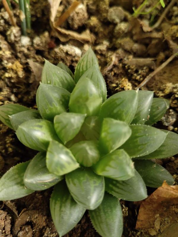 花草不論貴賤 花草不論貴賤