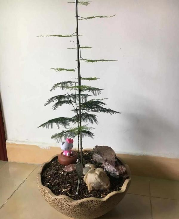 這些花要捨得剪，&OpenCurlyDoubleQuote;舊顏換新貌&rdquo;，越剪葉子越綠