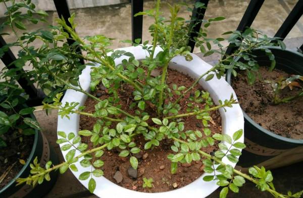 想讓月季筍芽快速長大，3個方法“特殊照顧”，一個月就能成熟