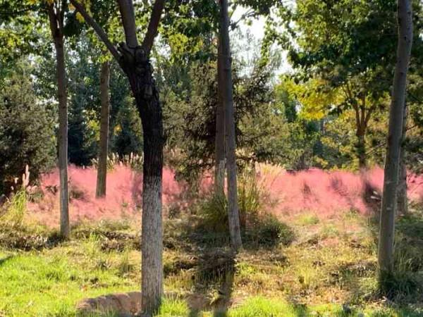 北京“粉色”公園走紅，門票0元秋意滿滿，面積小但景很美
