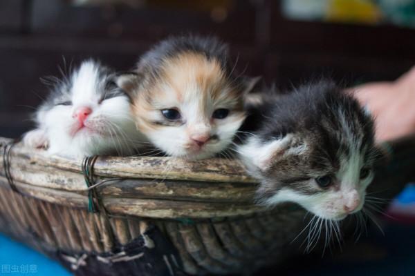 家貓和寵物貓到底有什麼區別呢？這幾點你是否一直都在誤會？