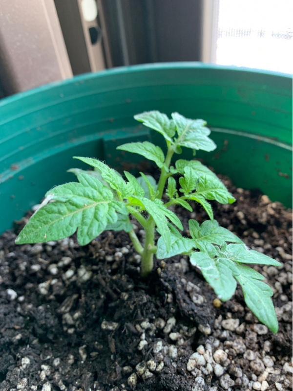 現在種6種菜,長勢特快年底就能吃,一茬一茬長不停 現在種6種菜,長勢特快年底就能吃,一茬一茬長不停