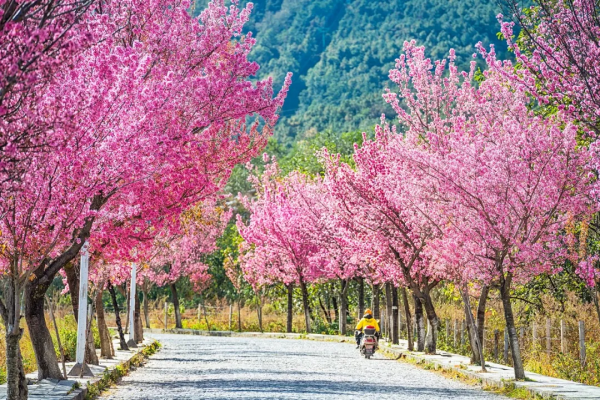 雲南恢復跨省遊！2021年最後兩週，我們該去雲南看看另一種冬天