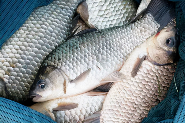 天冷釣鯽魚，冬天選這幾種天氣出門，最容易釣到大板鯽