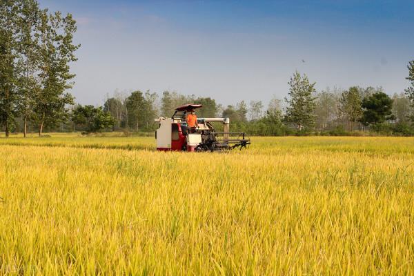 農業農村部：中央安排超1000億補助資金，支援高標準農田建設