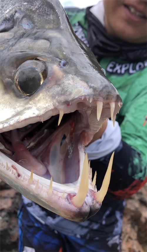 我知道食人魚沒那麼可怕，但不知道它們居然能慫到這個地步