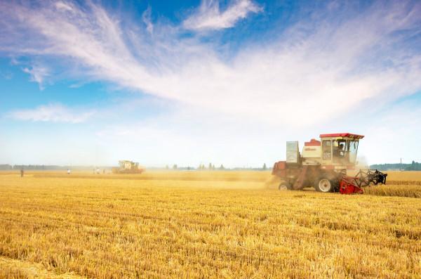 小麥全線上漲,玉米開始跟漲,糧價局勢要轉變? 小麥全線上漲,玉米開始跟漲,糧價局勢要轉變?