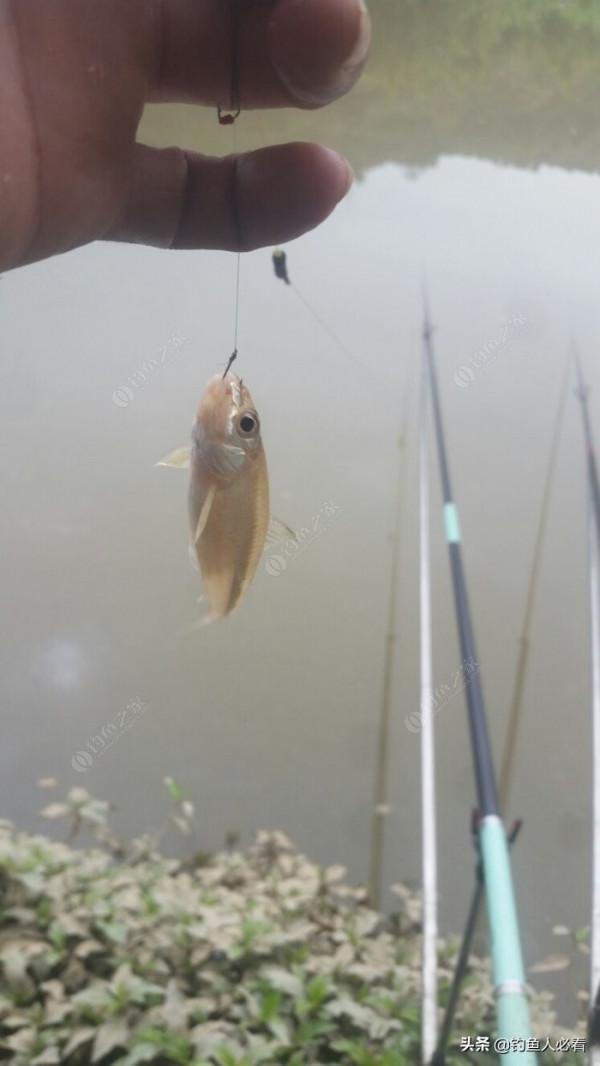 野釣搞遊擊，第一竿中魚，驚喜又刺激