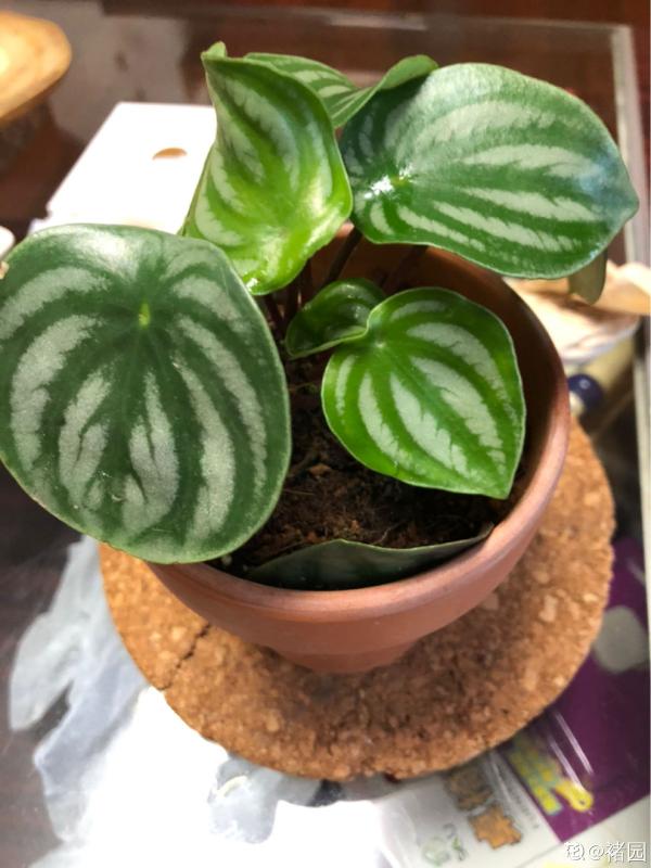 西瓜皮椒草暗淡無光,掌握這5步養護,家裡也能賞“西瓜” 西瓜皮椒草暗淡無光,掌握這5步養護,家裡也能賞“西瓜”