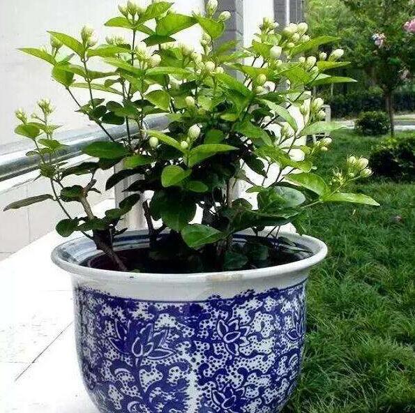 天冷後,9種花要“少水、斷糧”,不然難過冬 天冷後,9種花要“少水、斷糧”,不然難過冬