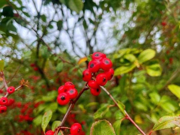 火棘串串枝上紅，蓬蓬綠葉透晶瑩