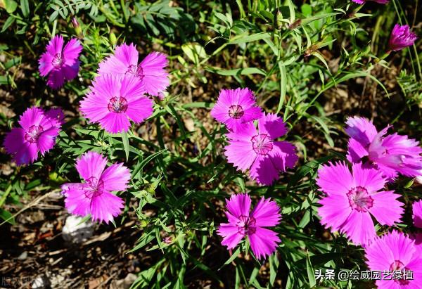 秋分過後，養花養綠植的朋友們這幾件事要注意了