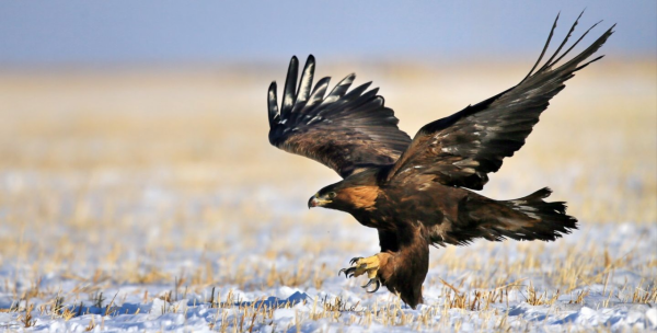 世界上飛速最快的鳥類排行榜，連飛機都被第八名“超車”了