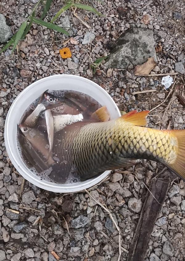 野釣好用的極端餌料，不用打窩效果都很好，這篇攻略很有味道