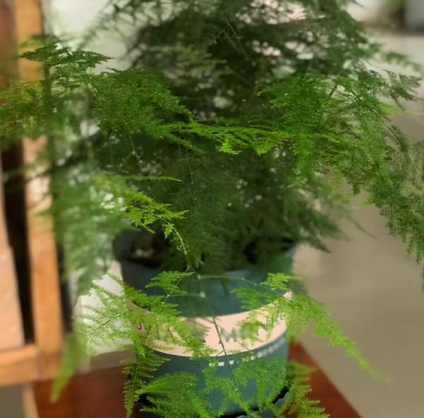 養文竹想要多發&OpenCurlyDoubleQuote;新芽&rdquo;，只要2點做到位，新芽多又壯