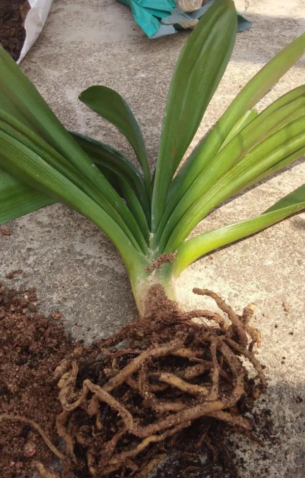 7種花有個小機關,找對位置開啟它,新芽爆滿盆 7種花有個小機關,找對位置開啟它,新芽爆滿盆