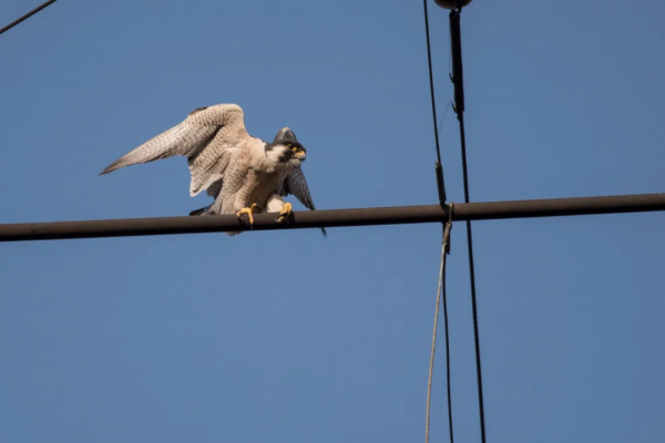 拍鳥記（九十一）天壇拍鳥之雀鷹