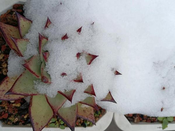 大雪過後多肉露出了美麗的頭 大雪過後多肉露出了美麗的頭