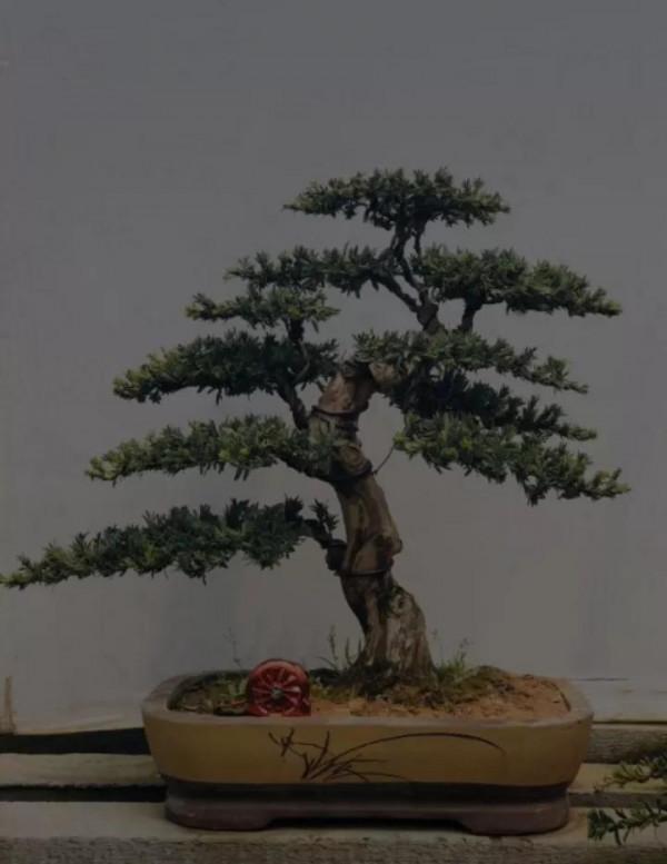 樹姿古雅，婆娑蔥蘢，蒼勁挺拔四季長青盆栽精美的羅漢松請您鑑賞