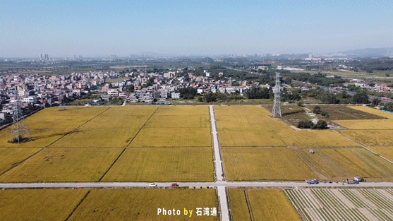 萬萬沒想到，石灣也有這麼漂亮的稻田