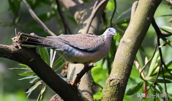 靠一隻腳生活著的珠頸斑鳩 靠一隻腳生活著的珠頸斑鳩