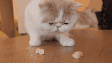 養加菲鏟屎官後悔了嗎？這種可愛到膨脹的貓咪，為啥養起來這麼難