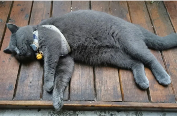 如何用管理諮詢的思維養寵物? 如何用管理諮詢的思維養寵物?