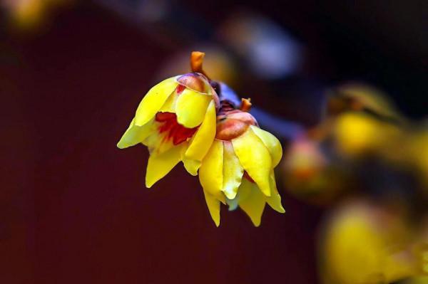 北京香山臥佛寺歷年臘梅綻放圖片欣賞