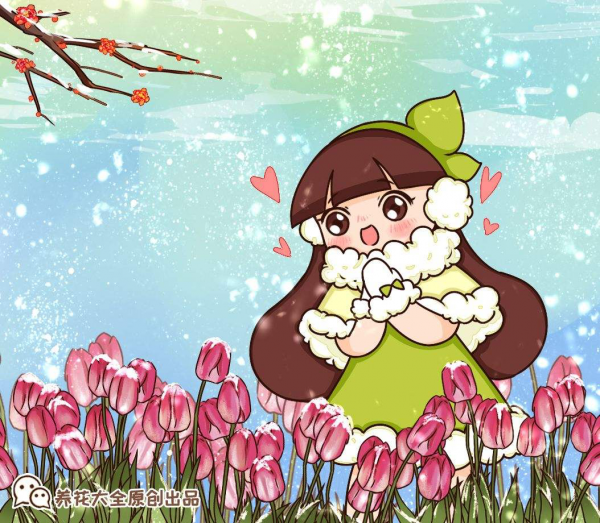 年宵花也有一次性，4種花開完了就趕緊扔，再養也是浪費時間