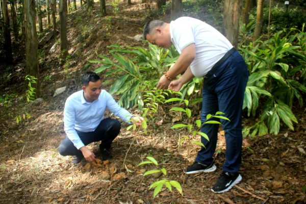 小記遊學高峰森林公園:研學路辨中草藥材,訪靈芝谷看林下經濟 小記遊學高峰森林公園:研學路辨中草藥材,訪靈芝谷看林下經濟