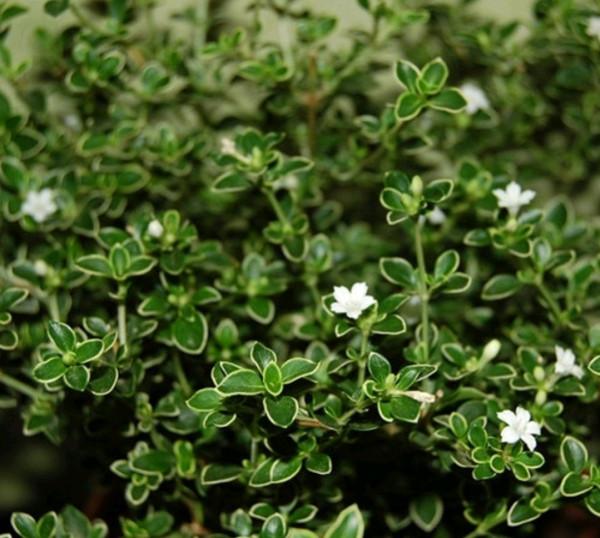 100種常見植物圖鑑,出門識花不再難,適合給小孩子做科普範文 100種常見植物圖鑑,出門識花不再難,適合給小孩子做科普範文