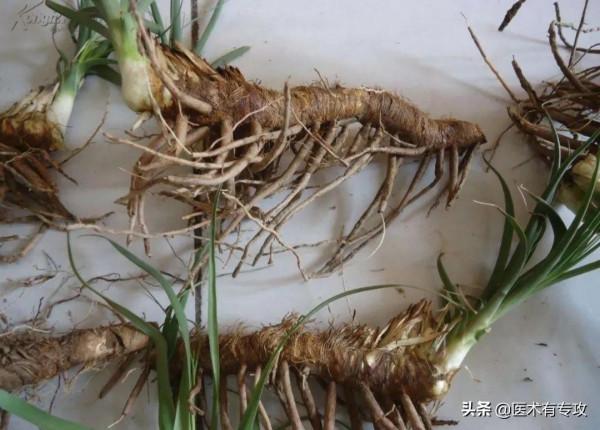 每日一味中藥「知母」 每日一味中藥「知母」