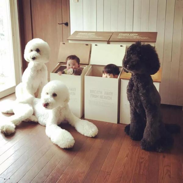 日本奶奶分享小孫女和三隻大狗狗的日常，治癒了56萬+網友…