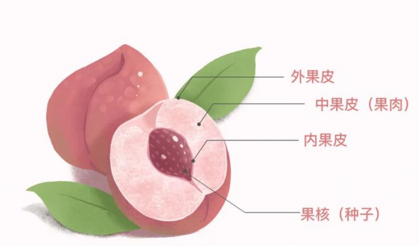 水果吃之前是否都需要削皮？