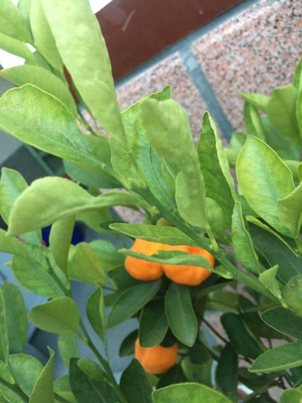 葡萄摘下來還會熟嗎？水果冷知識科普，你不知道的有趣知識