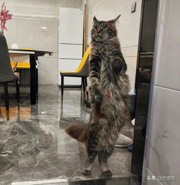 「優寵熊」貓咪之最，看你知道幾個