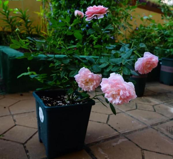 廣東的花友們,在經過幾天大雨之後,要做的第一件最重要是什麼? 廣東的花友們,在經過幾天大雨之後,要做的第一件最重要是什麼?