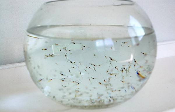 姚志剛:不到兩萬元入行,養龜鱉絕地翻身,年賣甲魚達千萬元 姚志剛:不到兩萬元入行,養龜鱉絕地翻身,年賣甲魚達千萬元