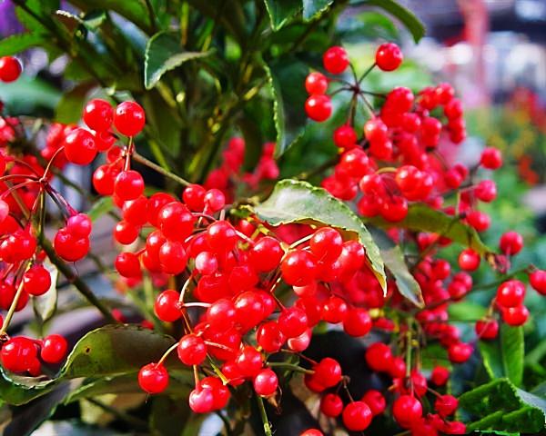 農村常見的這四種野果子，外表誘人，但含有毒性千萬不要誤食了