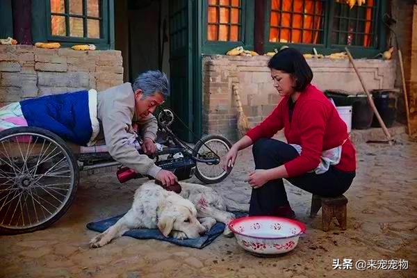 農村老人說:好狗絕對不會死家中!這個故事讓人想哭 農村老人說:好狗絕對不會死家中!這個故事讓人想哭
