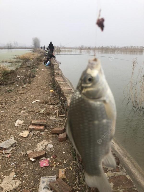 2021垂釣日誌之80，成子湖釣大水面沒想到魚口這麼瘋