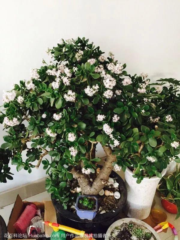 10種花得窮養,盆越小、水越少,越長得旺 10種花得窮養,盆越小、水越少,越長得旺