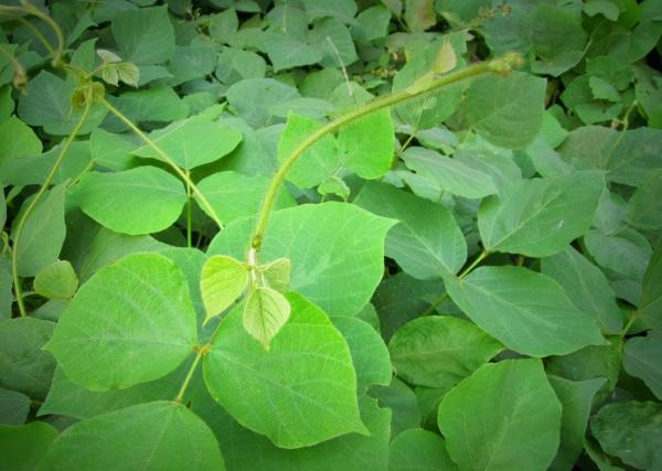 寶釵前世之迷：藤精草怪全靠石頭滋養，人沒修好就妄想做神