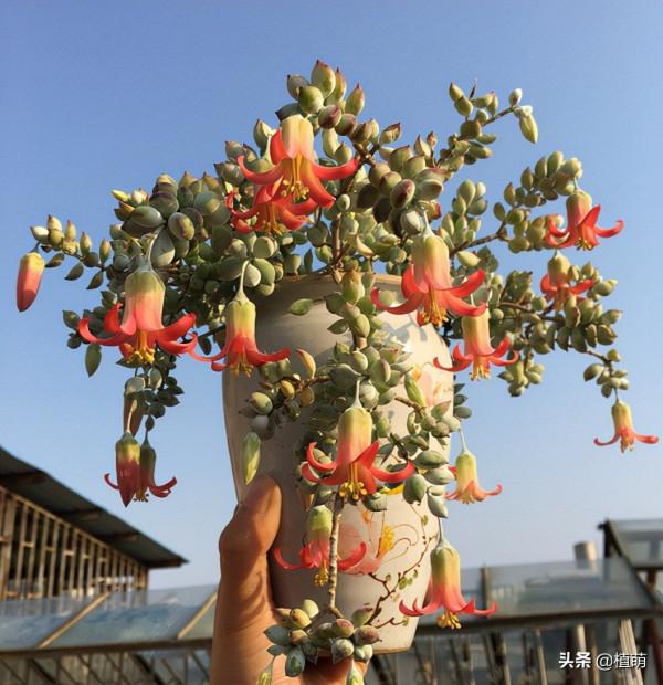 沒養達摩福娘，不知道達摩福娘如此美，養了卻愛不釋手