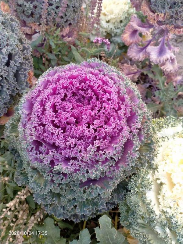 入了秋天，北方有1種花，長得比在南方好，你見過嗎