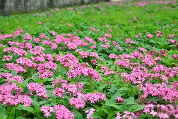 如星河墜入花壇般的植物——繁星花