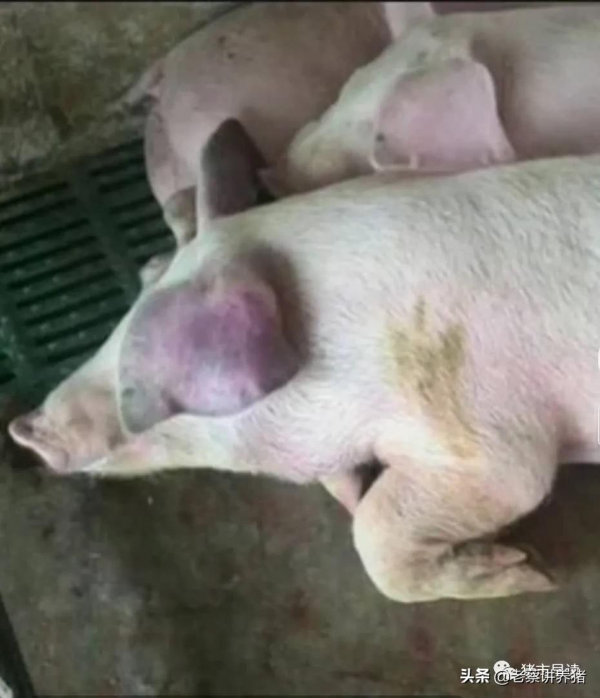 39.豬耳朵發紅發紫是怎麼回事？