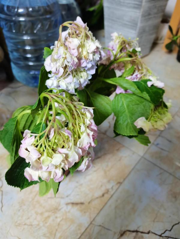 封閉陽臺養花記錄2