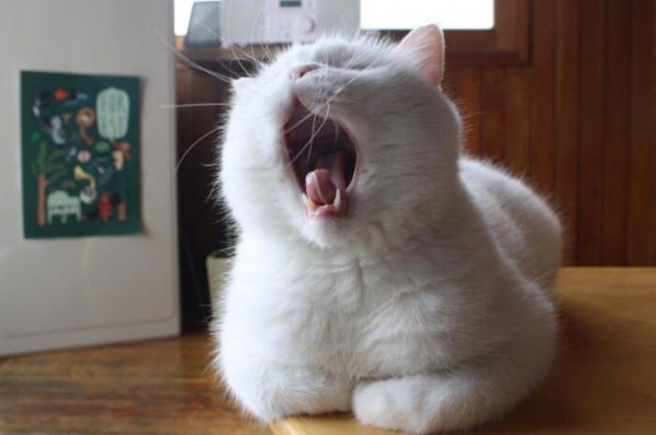 為何只有大型犬卻沒有大型貓？大型貓就比大型犬更加安全嗎？