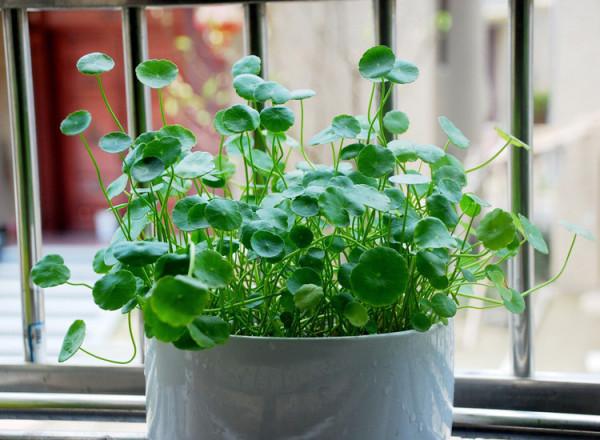 養這10種花得勤快，勤澆水、勤施肥，越養越旺